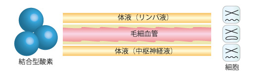 結合型酸素